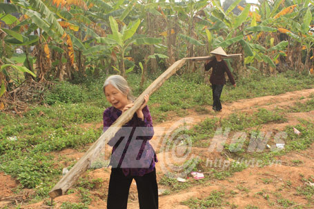 ...thì các cụ tích cực vác gỗ để đựng đền thờ rắn 