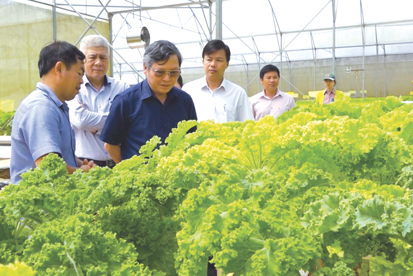 Hợp thổ nhưỡng, khí hậu nên các loại cây trồng ở Kon Plông phát triển rất tốt