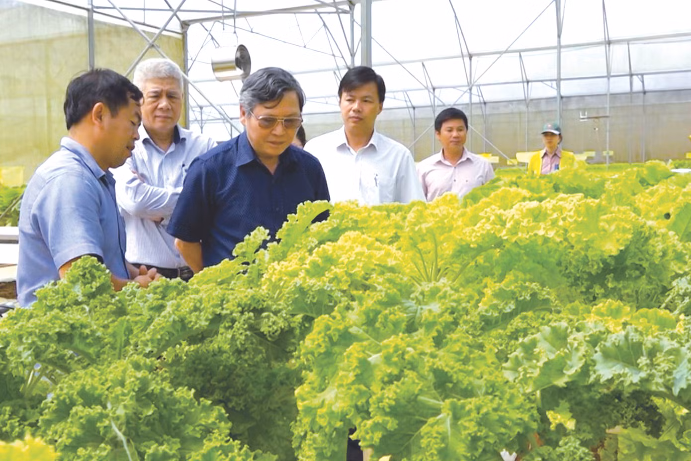 Hợp thổ nhưỡng, khí hậu nên các loại cây trồng ở Kon Plông phát triển rất tốt Hợp thổ nhưỡng, khí hậu nên các loại cây trồng ở Kon Plông phát triển rất tốt