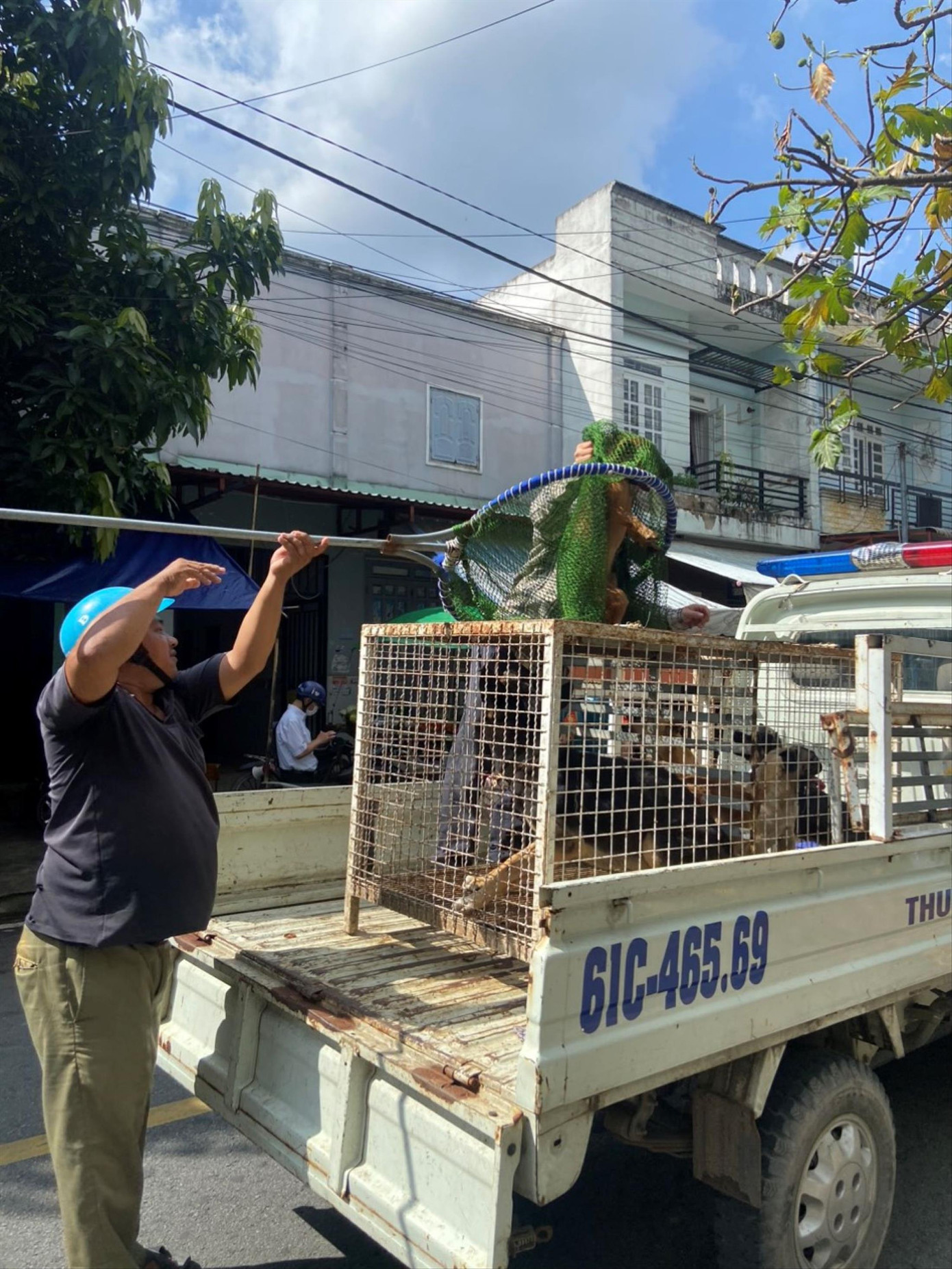 Lực lượng chức năng bắt chó thả rông ở Bình Dương. ảnh: H.C Lực lượng chức năng bắt chó thả rông ở Bình Dương. ảnh: H.C