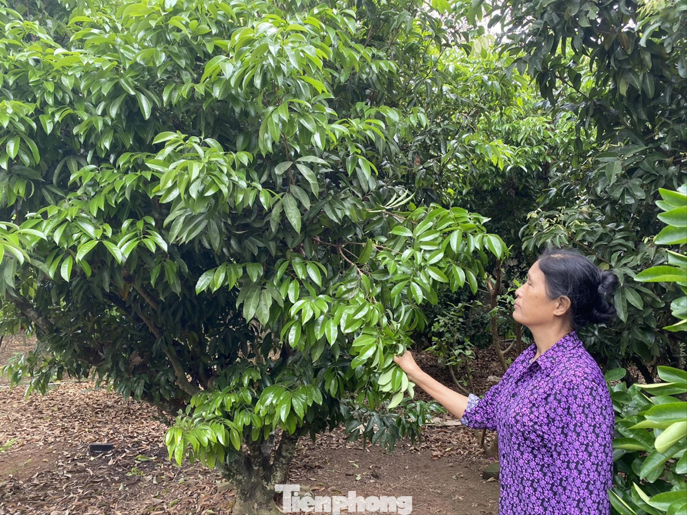 Do ảnh hưởng thời tiết nên nhiều vườn vải thiều ở Bắc Giang ra hoa đạt tỷ lệ chỉ 10% Do ảnh hưởng thời tiết nên nhiều vườn vải thiều ở Bắc Giang ra hoa đạt tỷ lệ chỉ 10%