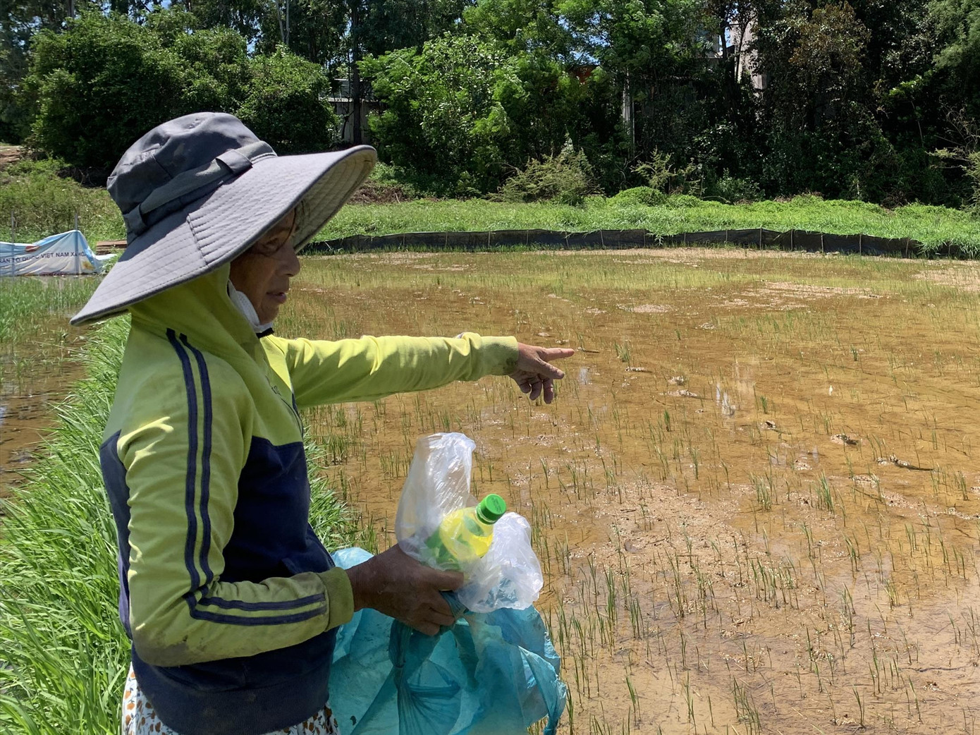 Xâm nhập mặn khiến nhiều hecta lúa tại xã Hòa Phong bị chết khô. Ảnh: D.Q