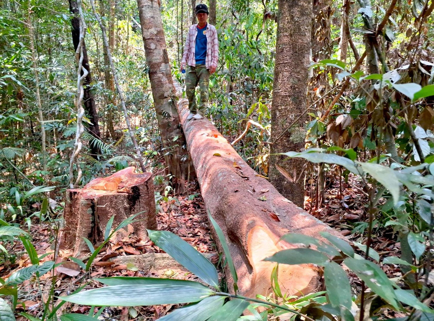 Cây ươi kích thước lớn mới bị cưa hạ