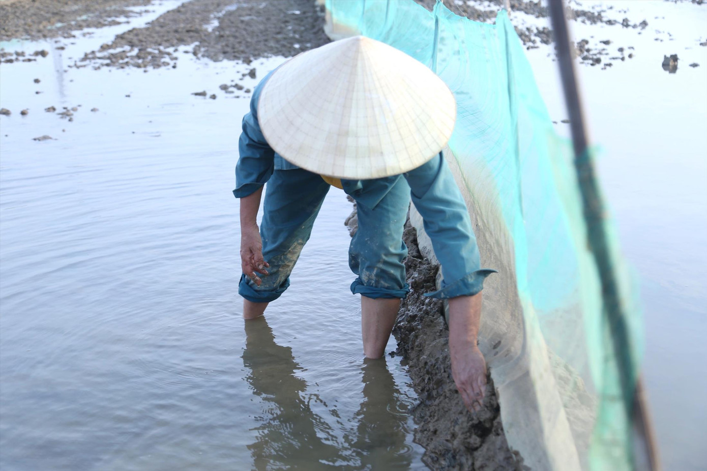 Bà Nguyệt lấy đất lấp kín chân lưới, đảm bảo lưới không bị nổi, hở khi nước dâng, rươi không thể ra ngoài.