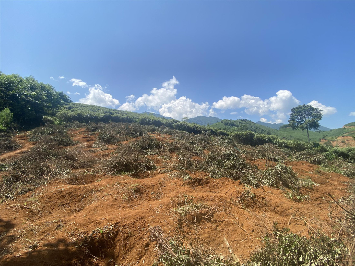 Khu vực đồi sim, nơi được chọn làm nơi tái định cư cho người dân Làng Nủ