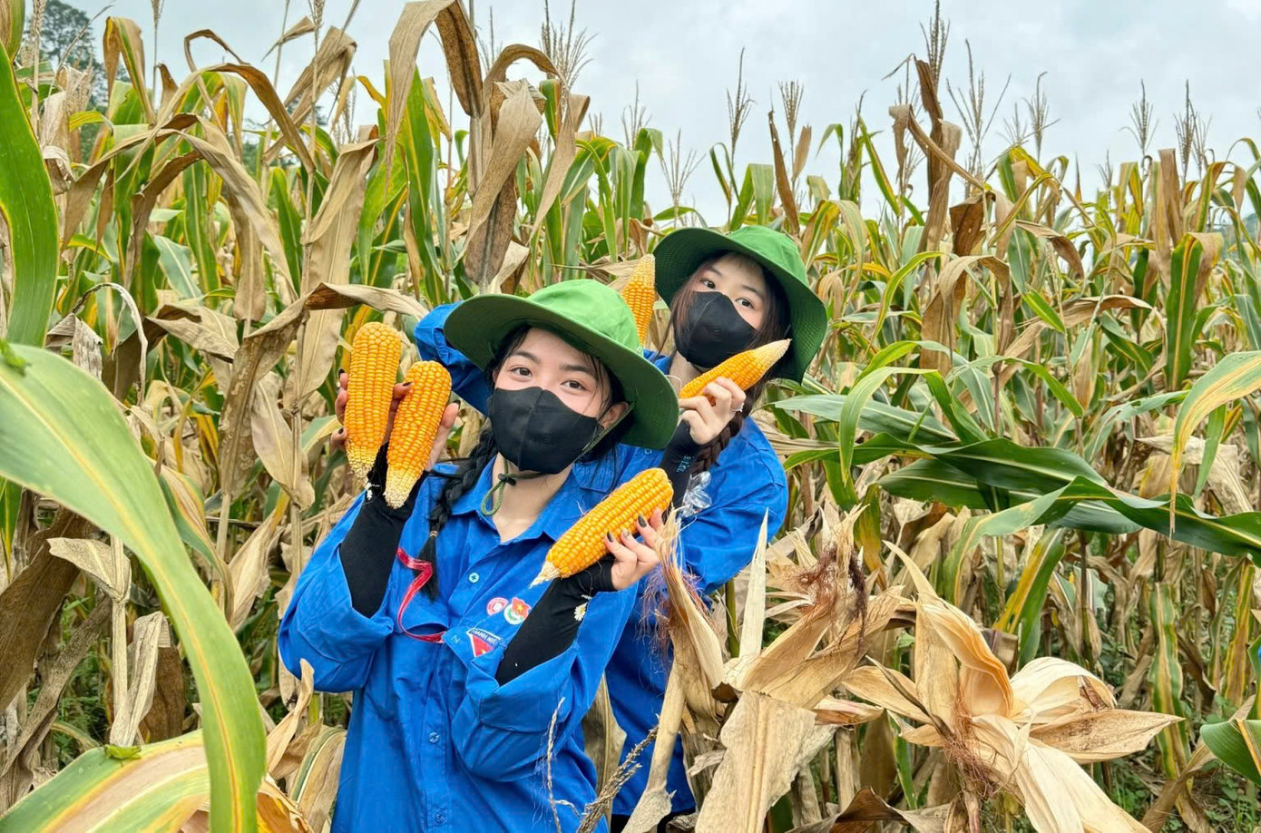 Sinh viên Ngoại thương giúp bà con thu hoạch ngô