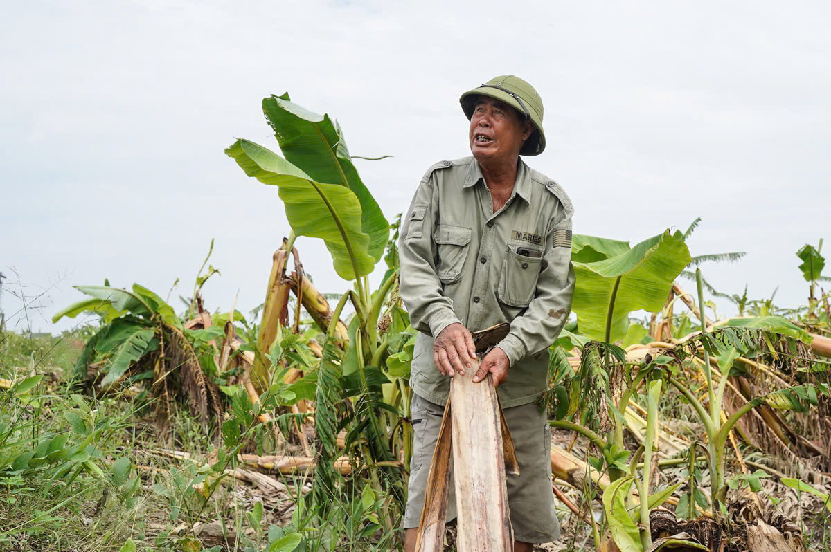 Ông Nguyễn Trọng Tải bần thần nhìn cánh đồng chuối tan hoang. Ông Nguyễn Trọng Tải bần thần nhìn cánh đồng chuối tan hoang.