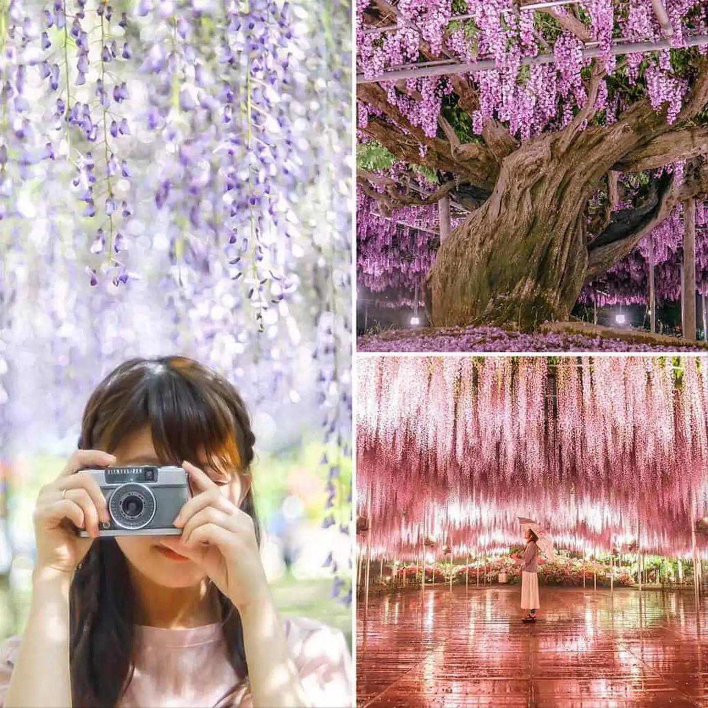 Tua ngắm hoa tử đằng tại Nhật Bản được du khách săn đón