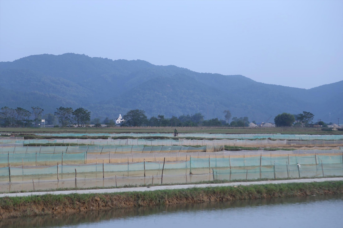 Trên những cánh đồng thuộc xã Châu Nhân, huyện Hưng Nguyên, Nghệ An người dân đã giăng lưới sẵn sàng chờ săn “lộc trời”.