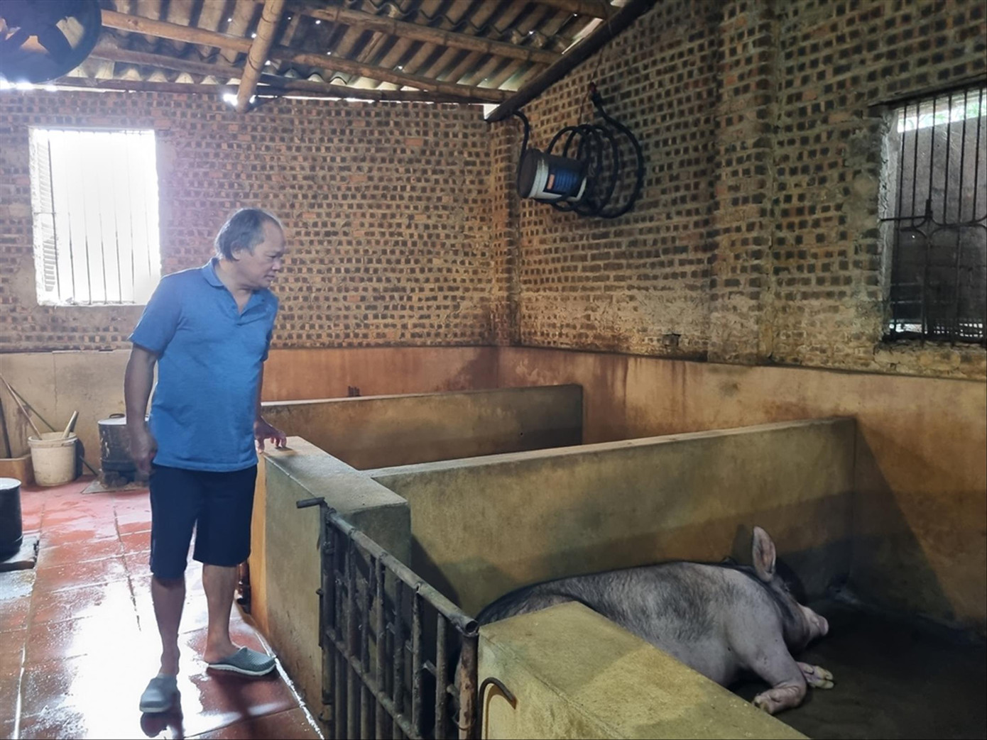 Chăn nuôi phái sinh từ nấu rượu mang lại thu nhập cho người dân.