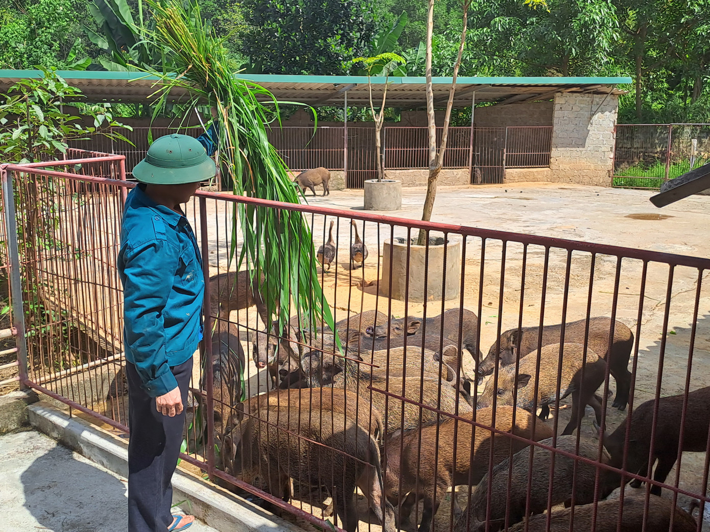 Đàn lợn ở trang trại nuôi Hươu sao và lợn rừng bằng công nghệ nông nghiệp tuần hoàn khép kín của đảng viên Trần Nam Giang, xã Sơn Trường, huyện Hương Sơn, bình quân mỗi năm thu nhập 600 triệu đồng