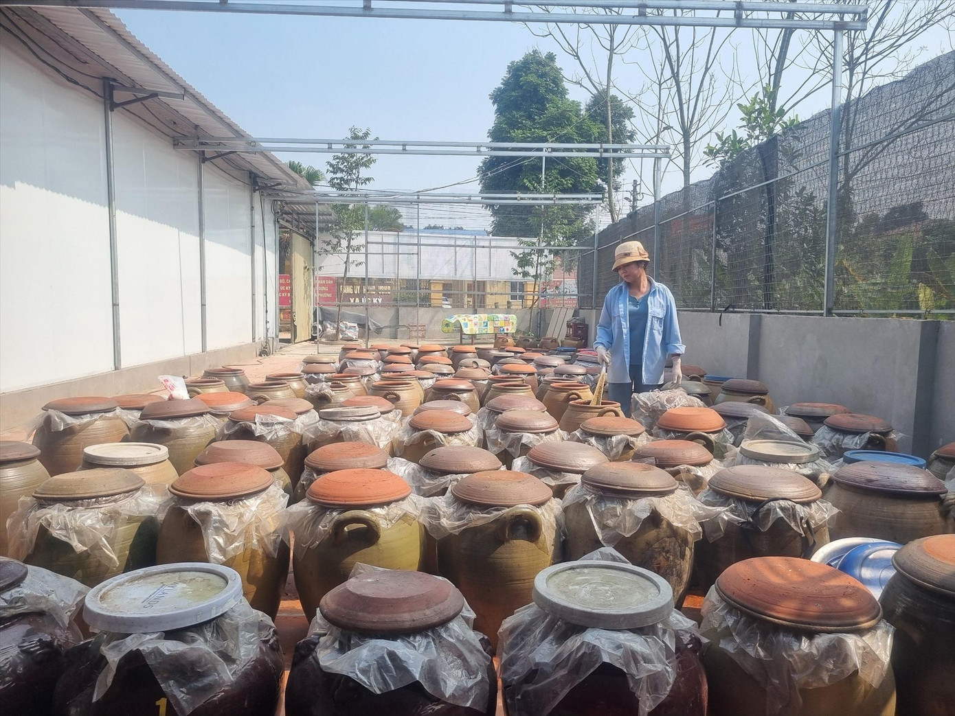 Tương Úc Kỳ được ủ trong các chum sành Tương Úc Kỳ được ủ trong các chum sành