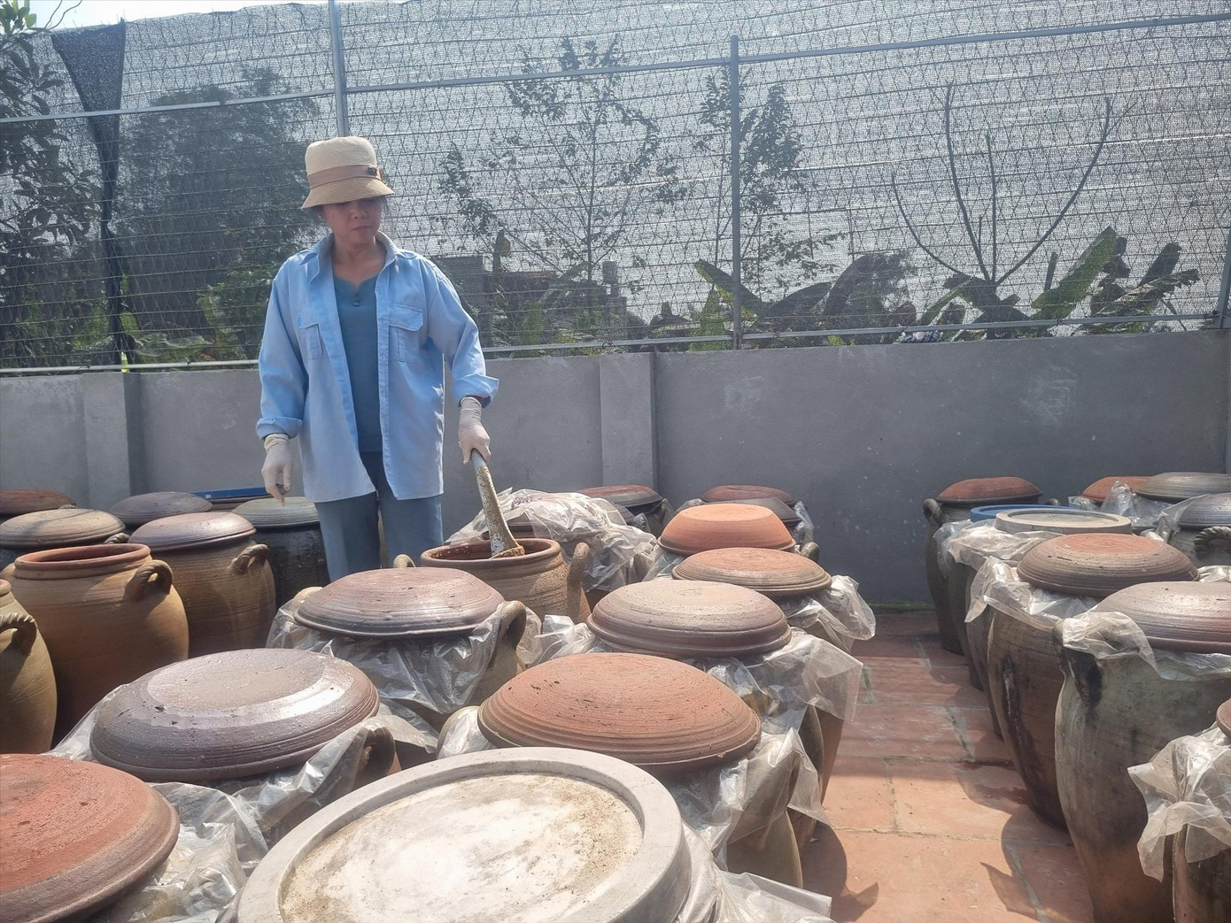 Tương Úc Kỳ được phơi dưới nắng sẽ cho màu vàng óng hấp dẫn Tương Úc Kỳ được phơi dưới nắng sẽ cho màu vàng óng hấp dẫn