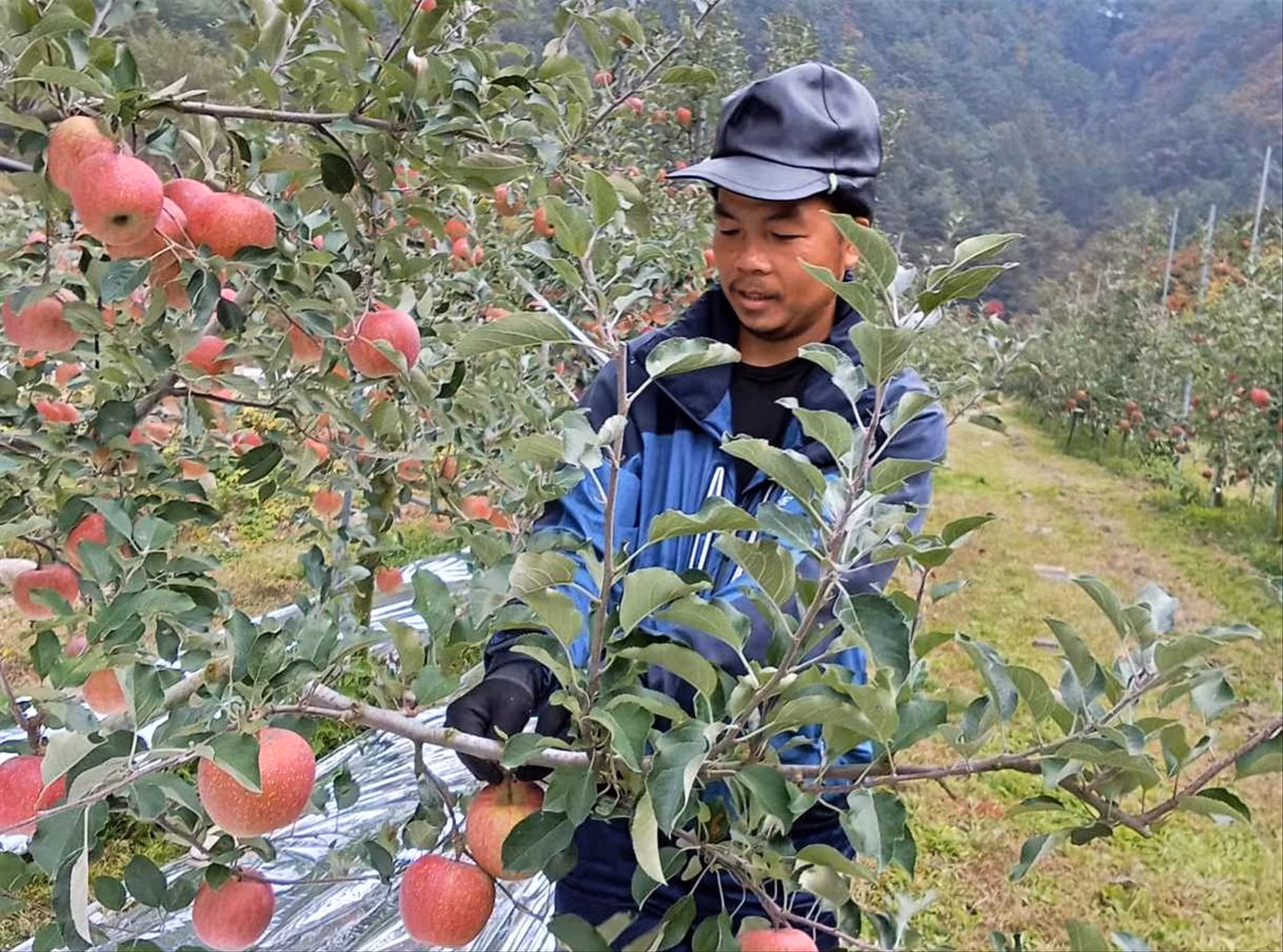 Nông dân Hòa Vang làm nông ở Yeongyang. Ảnh: N.V.C.C