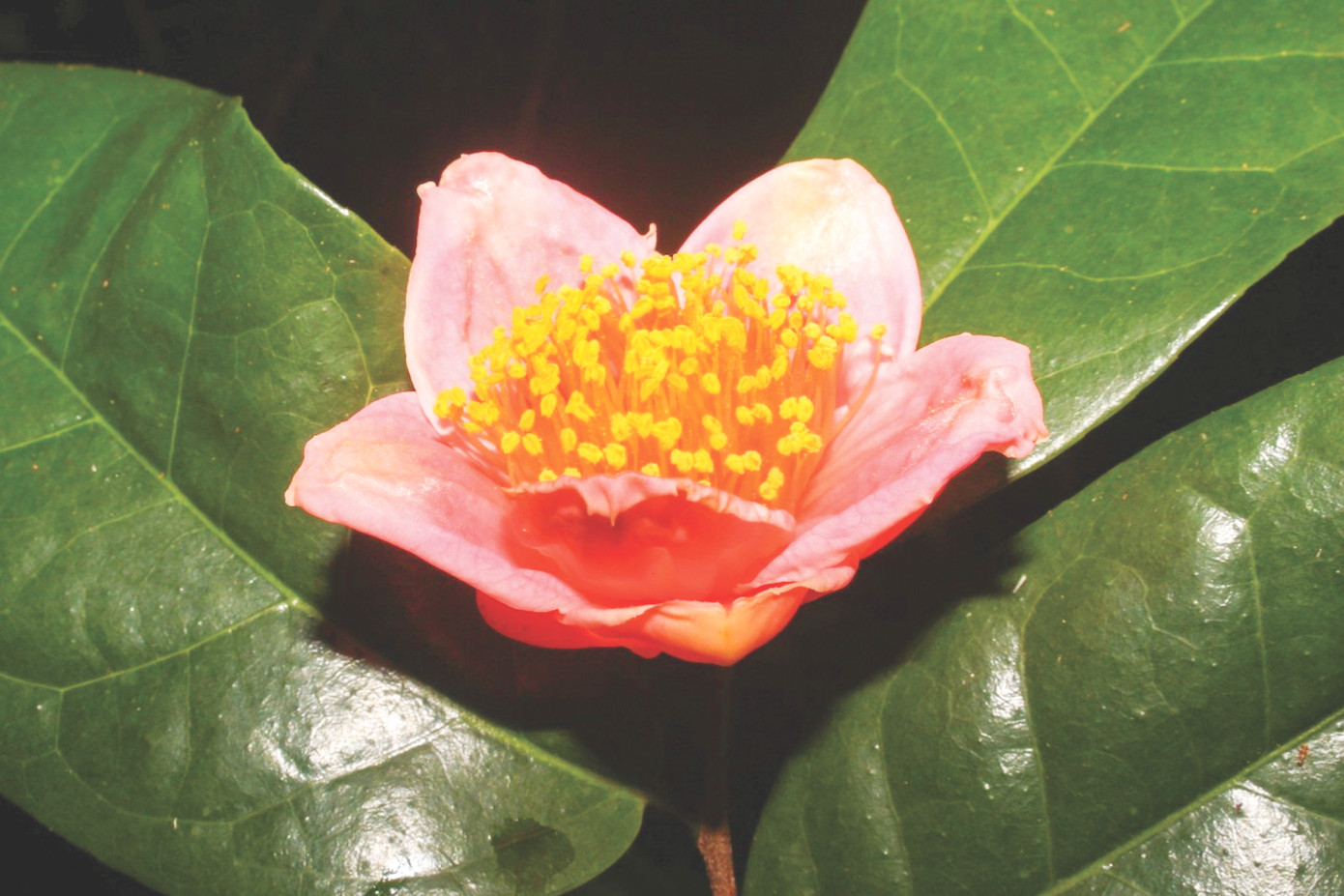 Hoa hồng trà trên đỉnh núi Yok Đôn.