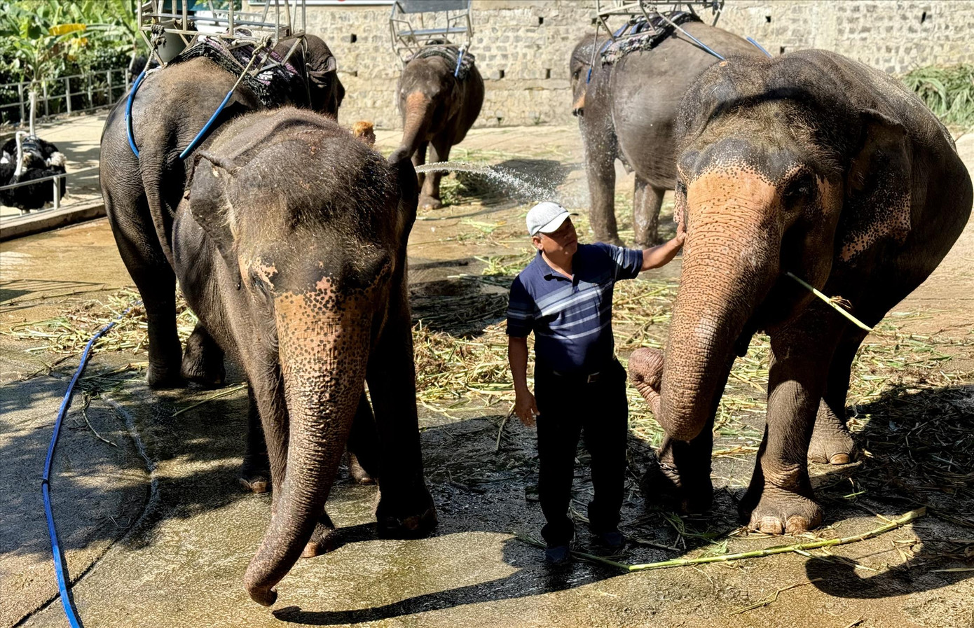 Ông Đại cùng đàn voi được ông giải cứu