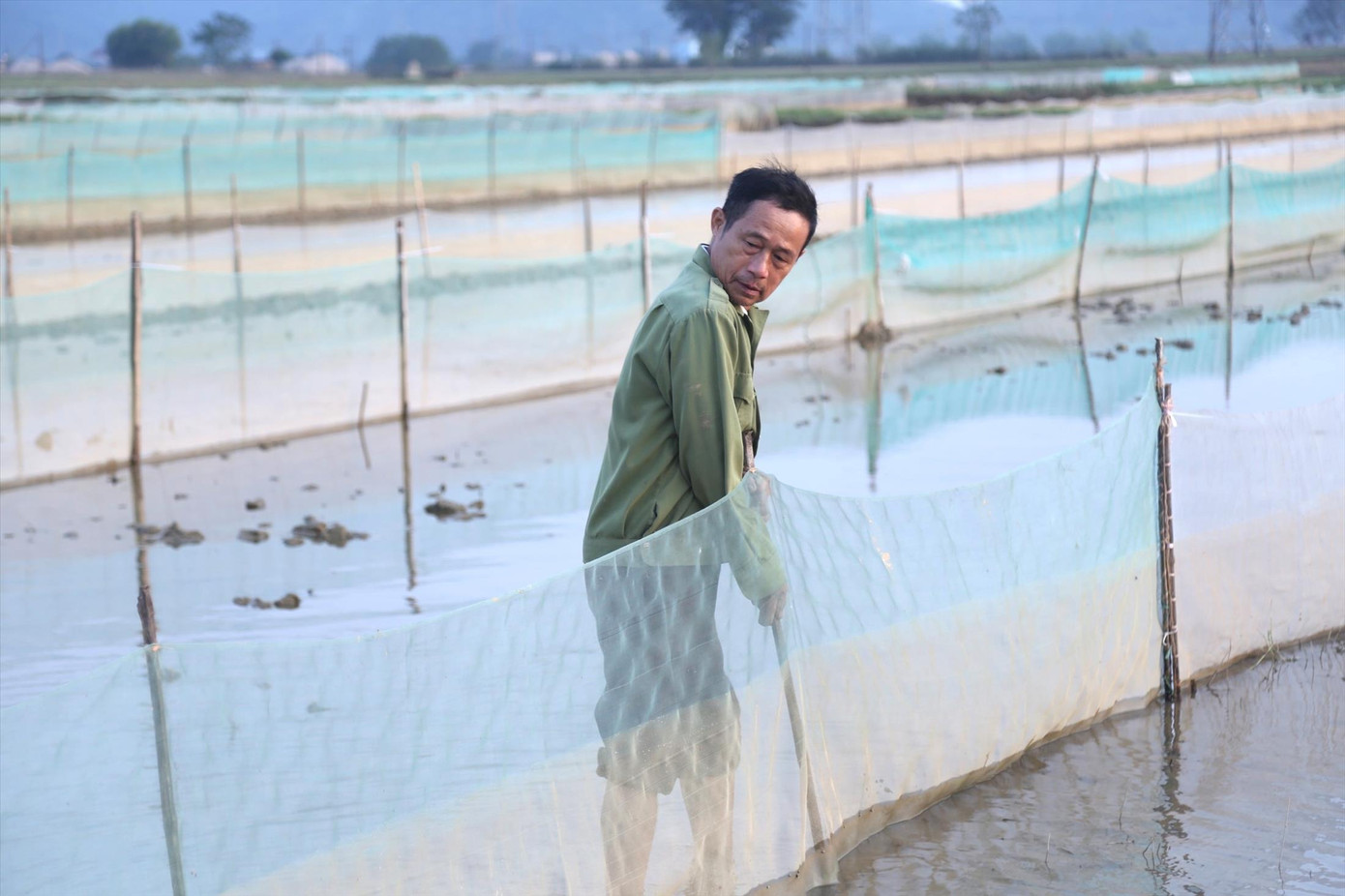 Ông Phạm Văn Vị giăng lưới ngoài ruộng để đón rươi.