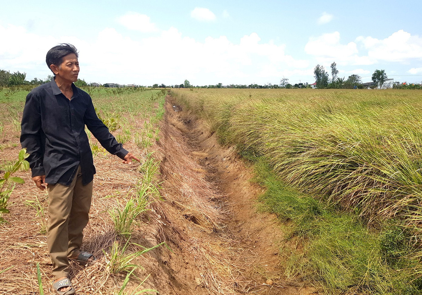 Sả của người dân ở huyện Tân Phú Đông, tỉnh Tiền Giang chết do thiếu nước. Ảnh: Nhật Huy