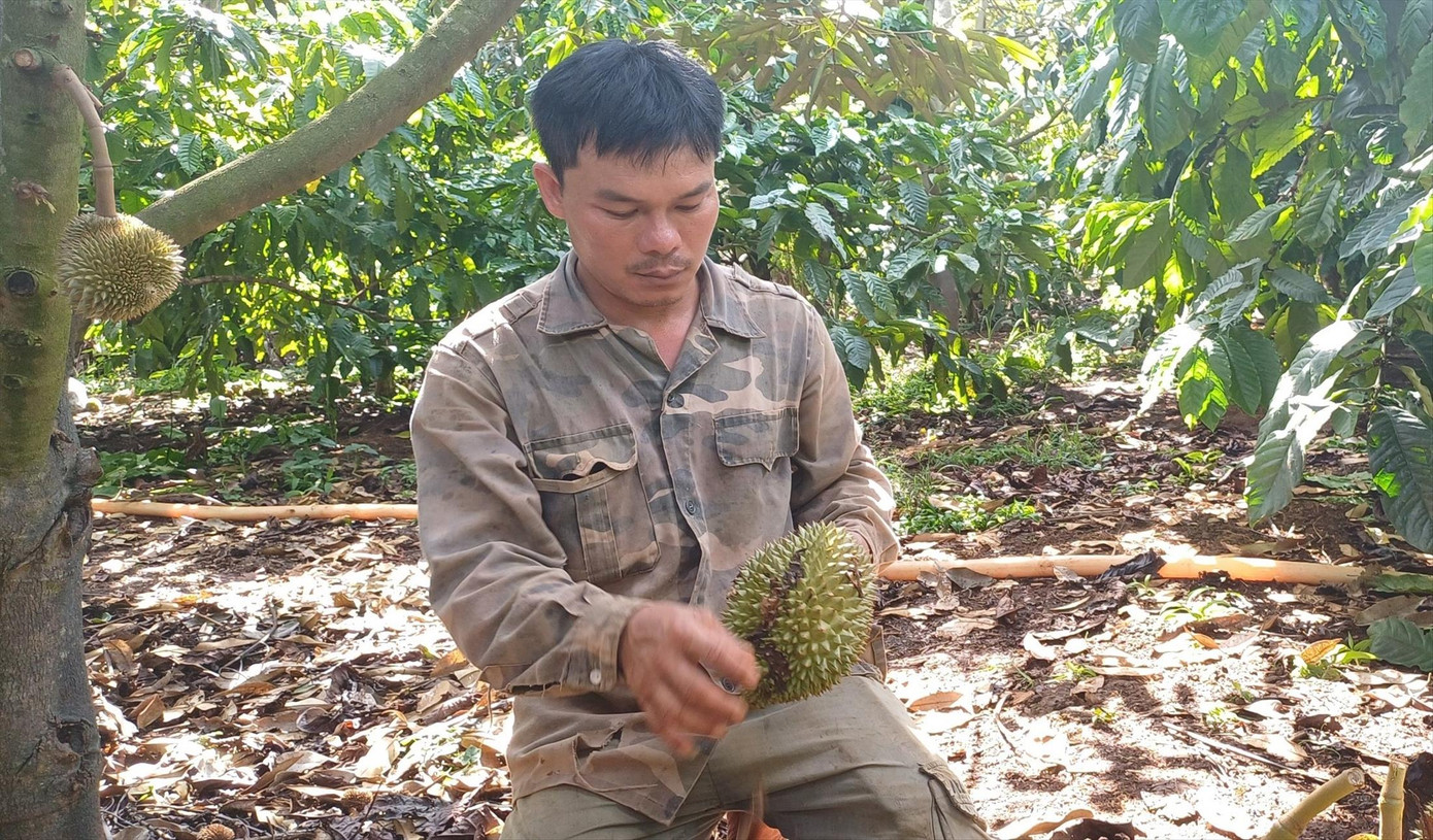 Anh Đức bên vườn cây sầu riêng bị kẻ gian phá hoại