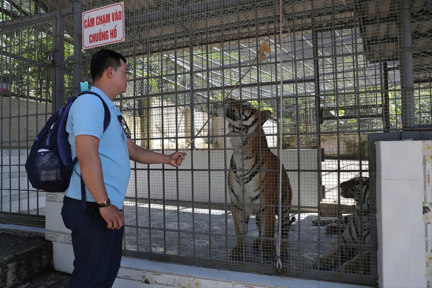 Ông Đại đã mạnh dạn mua 2 cá thể hổ về bảo tồn