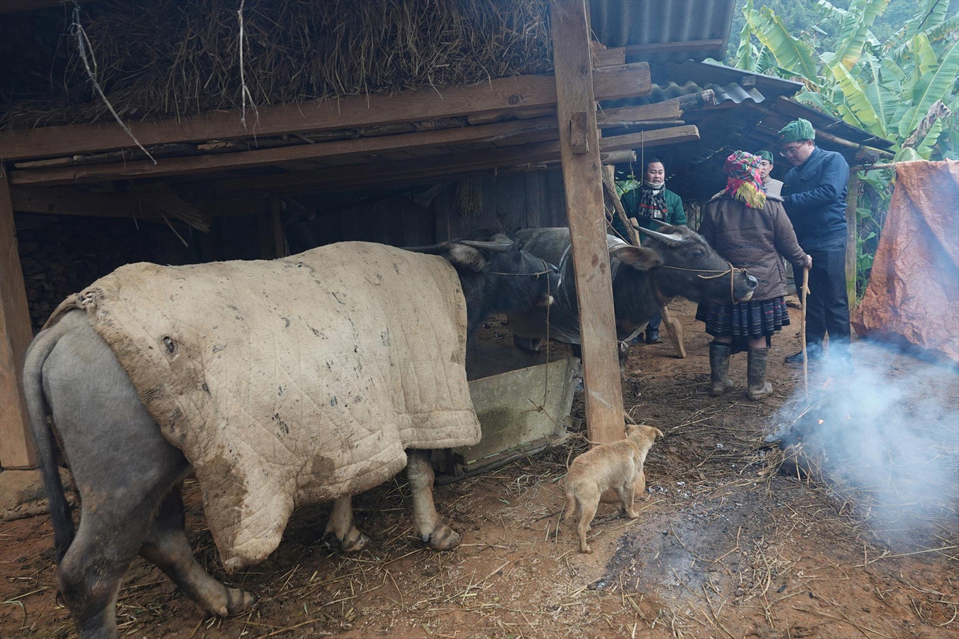 Người dân đốt củi, quấn chăn sưởi ấm cho trâu, bò để tránh rét Người dân đốt củi, quấn chăn sưởi ấm cho trâu, bò để tránh rét