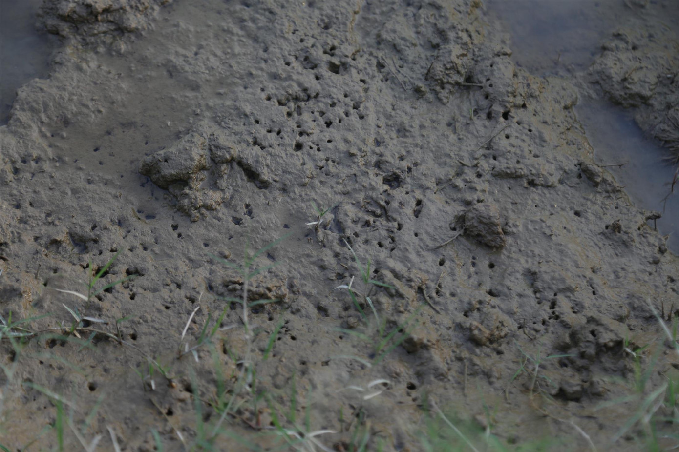 “Mà” rươi dày đặc báo hiệu rươi sắp “mọc”.