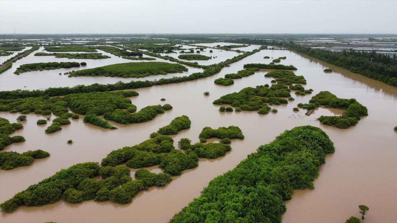 Bên trong phân khu bảo vệ nghiêm ngặt của Khu bảo tồn thiên nhiên đất ngập nước Tiền Hải, tỉnh Thái Bình. Ảnh: Nguyễn Hoàn