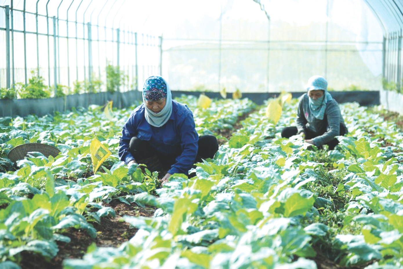 HTX rau hữu cơ Tiên Dương HTX rau hữu cơ Tiên Dương