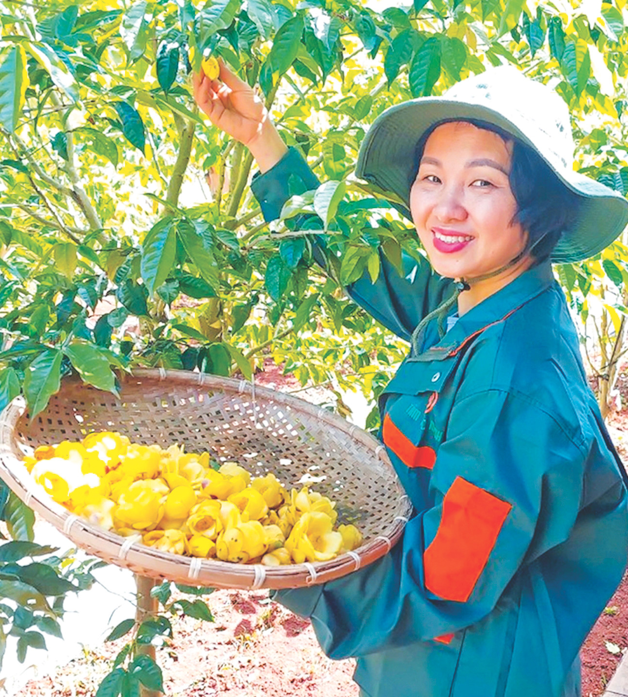 Công nhân thu hoạch trà từ vườn trà hơn 13 ha của ông Cương Công nhân thu hoạch trà từ vườn trà hơn 13 ha của ông Cương