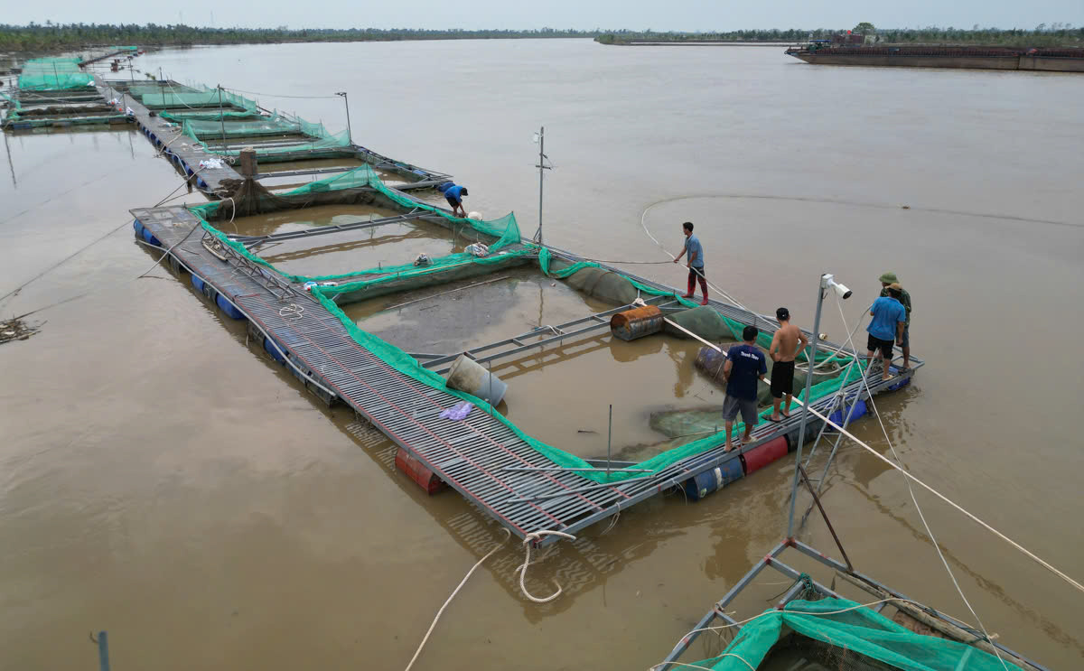 Người dân nuôi cá lồng ở xã Hà Thanh sửa sang lồng cá để tái sản xuất. Người dân nuôi cá lồng ở xã Hà Thanh sửa sang lồng cá để tái sản xuất.