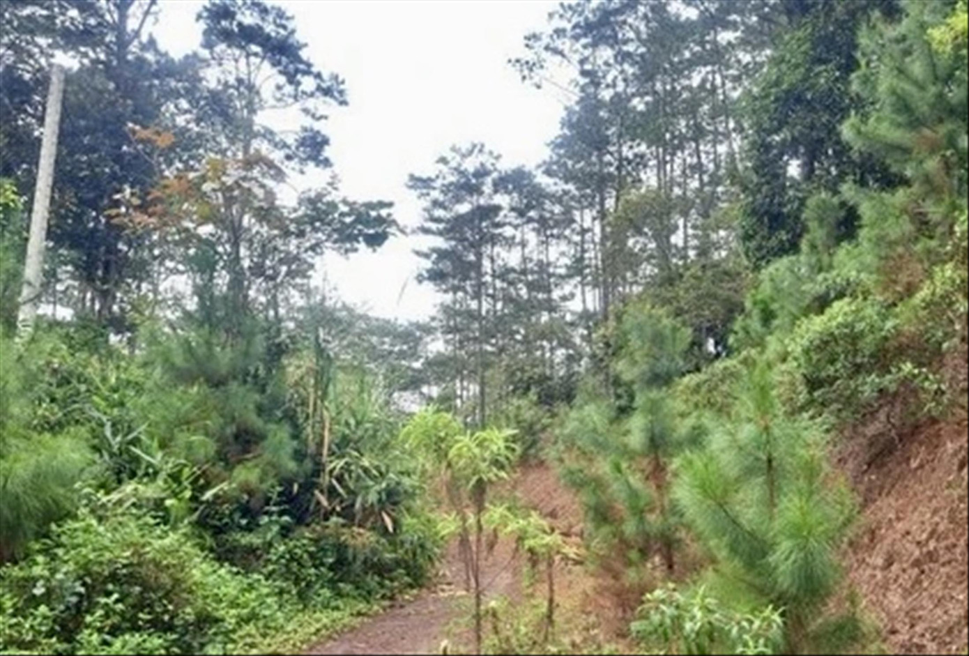 Được đầu tư từ lâu nhưng toàn bộ đất quy hoạch cụm công nghiệp Kon Plông vẫn đang là rừng