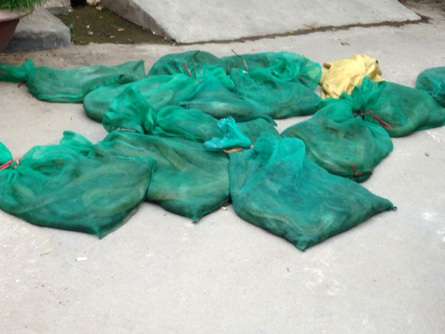 Số rắn hổ mang chúa bị cơ quan chức năng phát hiện ngày 19/4. Số rắn hổ mang chúa bị cơ quan chức năng phát hiện ngày 19/4