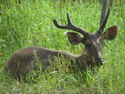 Một con nai ở nơi được coi là rừng nghèo trong vùng lõi VQG Cát Tiên. Ảnh: Hồ Huy Hạnh