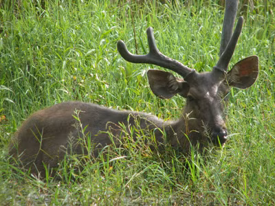 Một con nai ở nơi được coi là rừng nghèo trong vùng lõi VQG Cát Tiên. Ảnh: Hồ Huy Hạnh