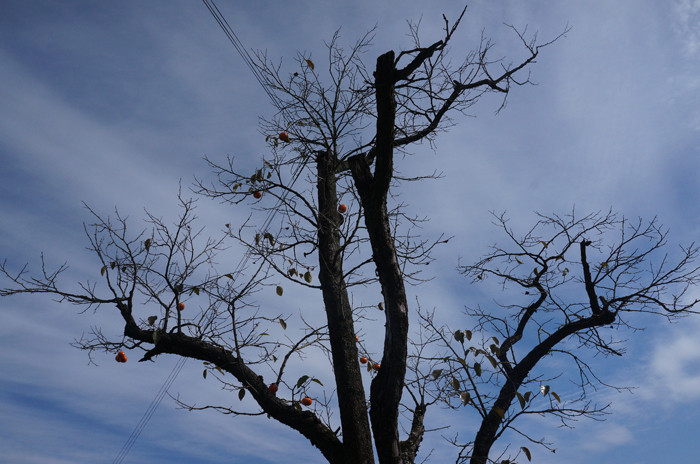 Mùa thu tiết trời bắt đầu lạnh buốt khiến nhiều cây ở làng cổ Hahoe bị trụi lá. Mùa thu tiết trời bắt đầu lạnh buốt khiến nhiều cây ở làng cổ Hahoe bị trụi lá