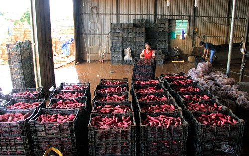 Buồn rũ rượi vì khoai lang “xuất ngoại” mất mùa ảnh 1