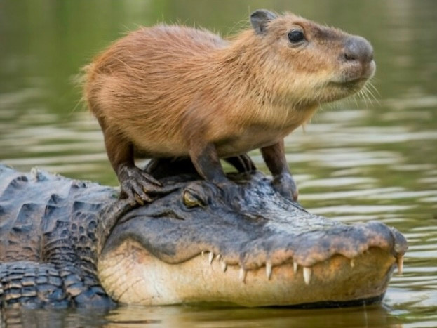 Hình ảnh “chiến thần ngoại giao” cưỡi trên lưng cá sấu thu hút triệu view. (Nguồn: Redbubble)