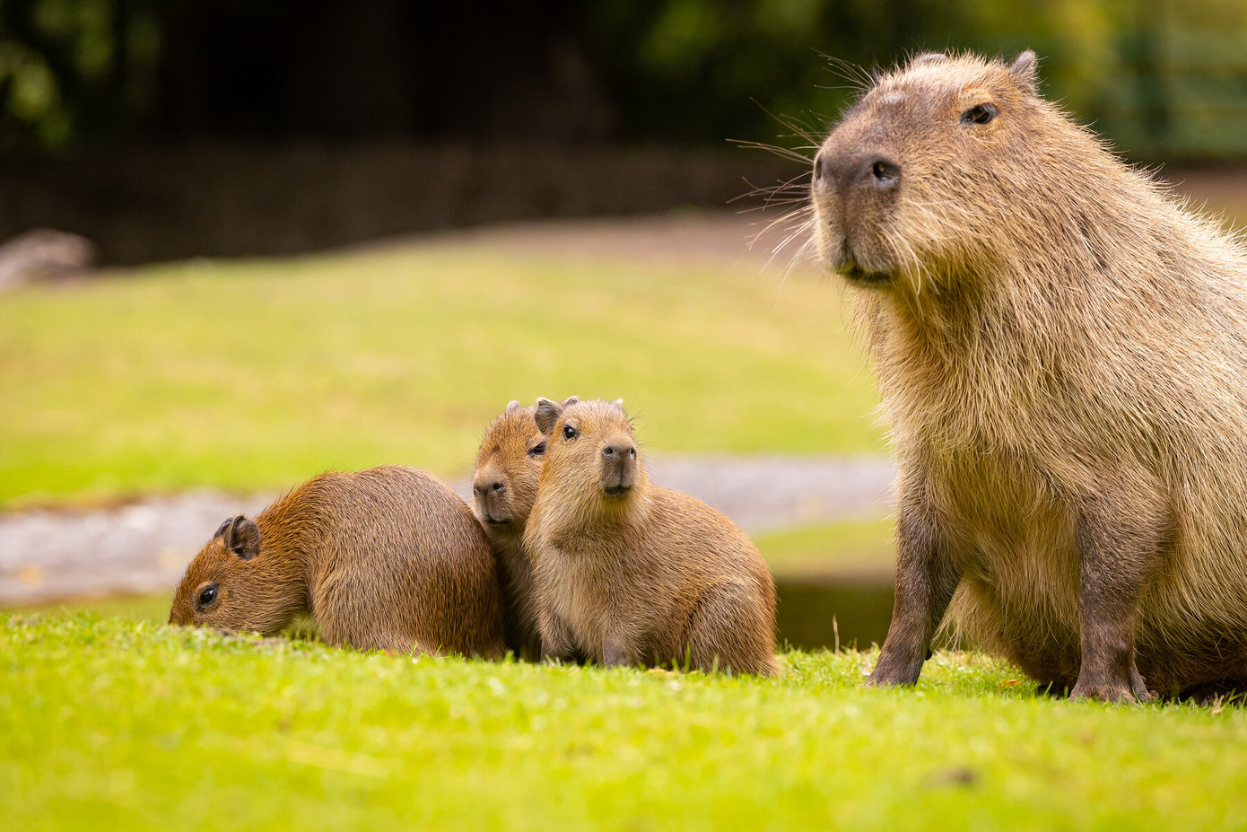 Chuột lang nước Capybara trở thành "idol" giới trẻ những ngày gần đây. (Ảnh: Zoo Berline)