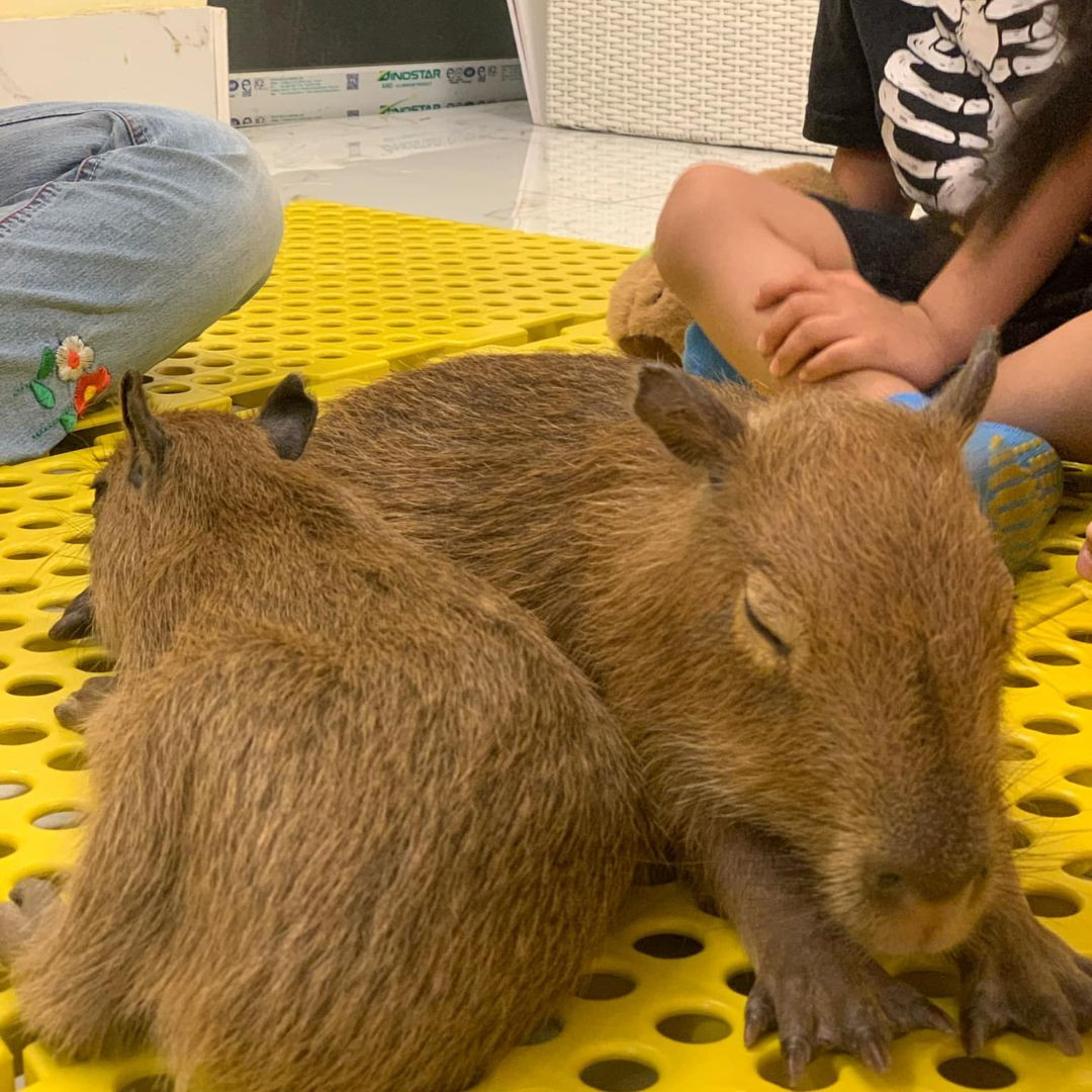 “Nhân viên” ngủ liu riu, nằm im để khách vuốt ve.