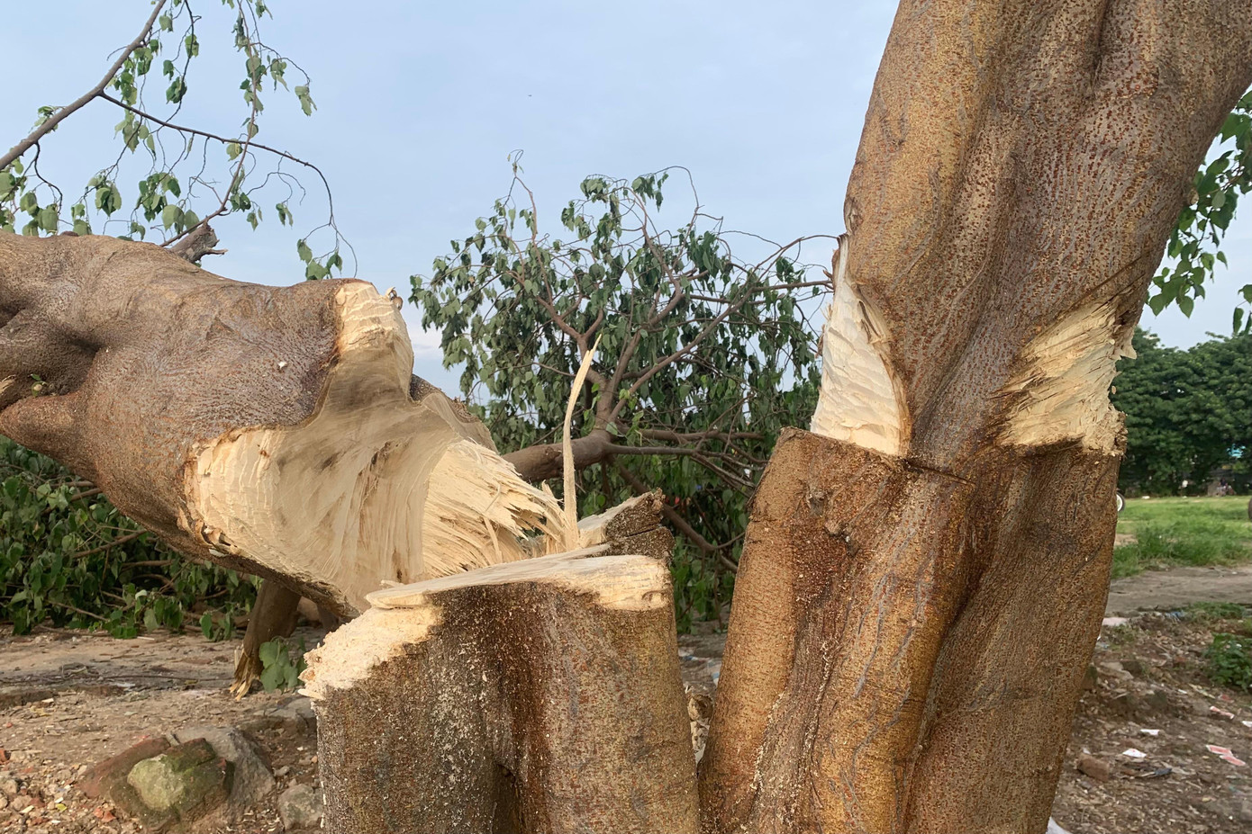 Liên quan đến vụ việc trên, ông Phạm Thế Vinh - Chủ tịch UBND phường Quảng An thông tin, UBND phường đã giao cho công an sở tại vào cuộc xác minh, làm rõ người lợi dụng đêm tối chặt cây.