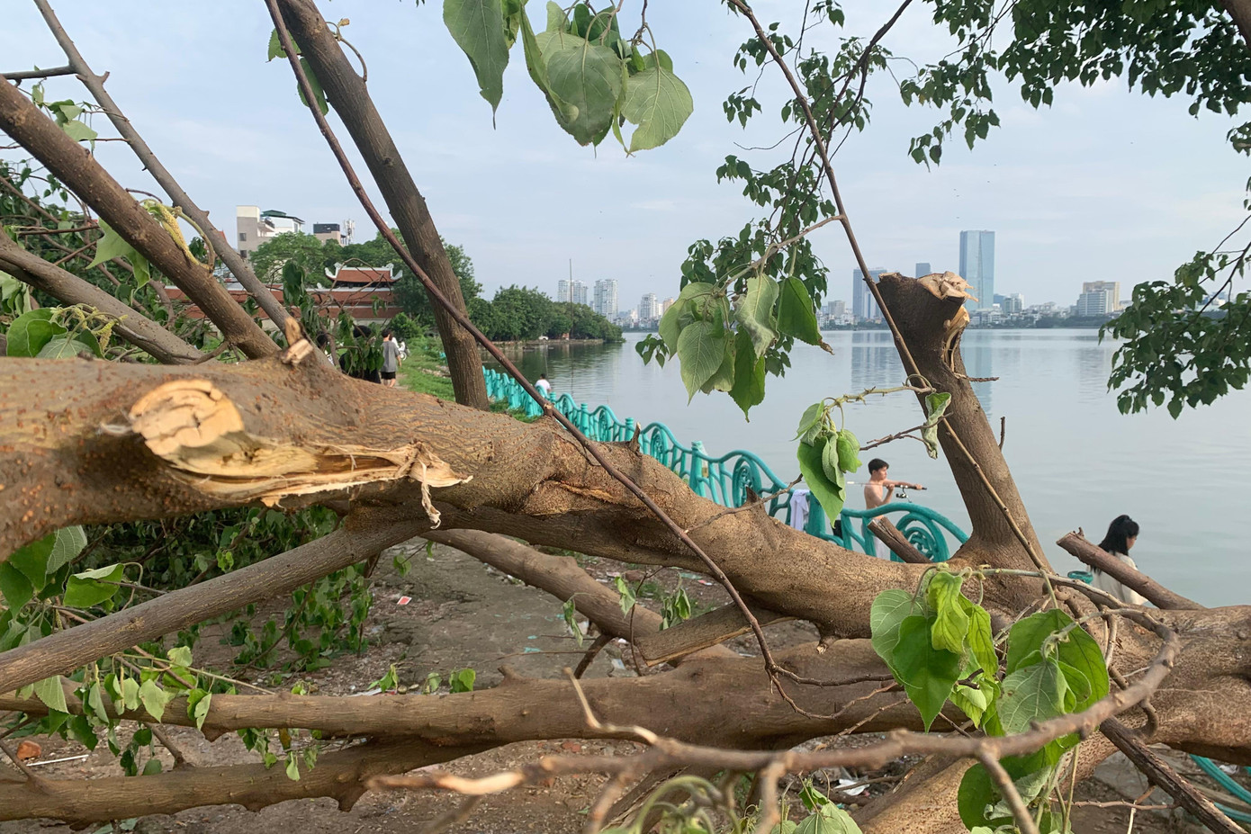 Hình ảnh "cây cô đơn" ở Hồ Tây nghi bị chặt hạ gây xôn xao dư luận