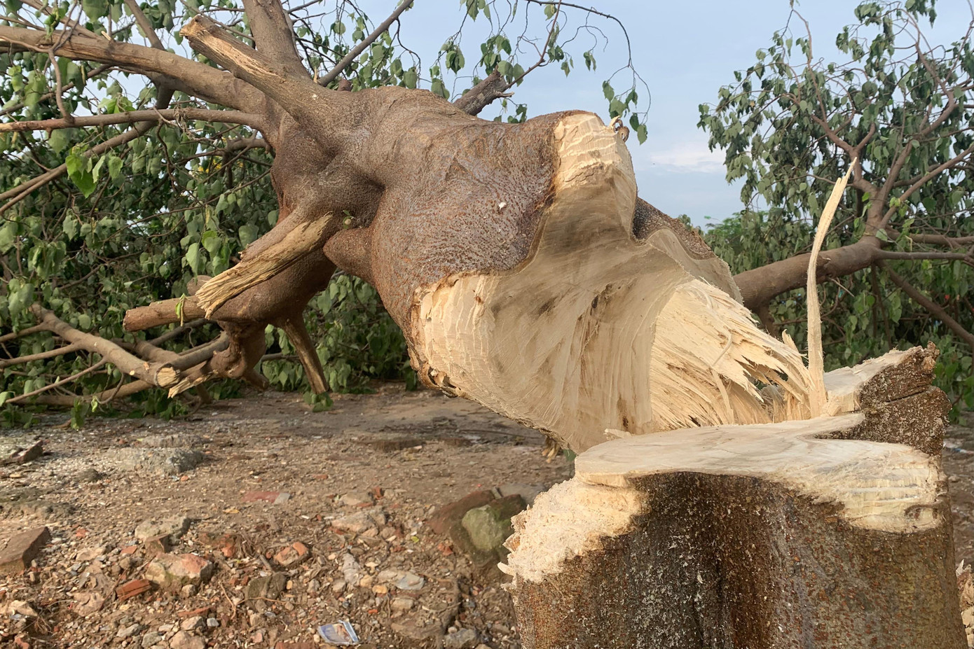 Nhiều dấu vết dao chặt trên cây.