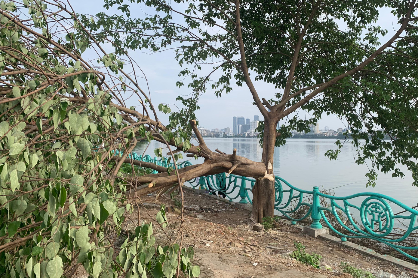 Chiều 15/6, lãnh đạo UBND phường Quảng An (Tây Hồ, Hà Nội) cho biết, hiện công an phường đang xác minh người đã chặt cây "cô đơn" ven Hồ Tây.