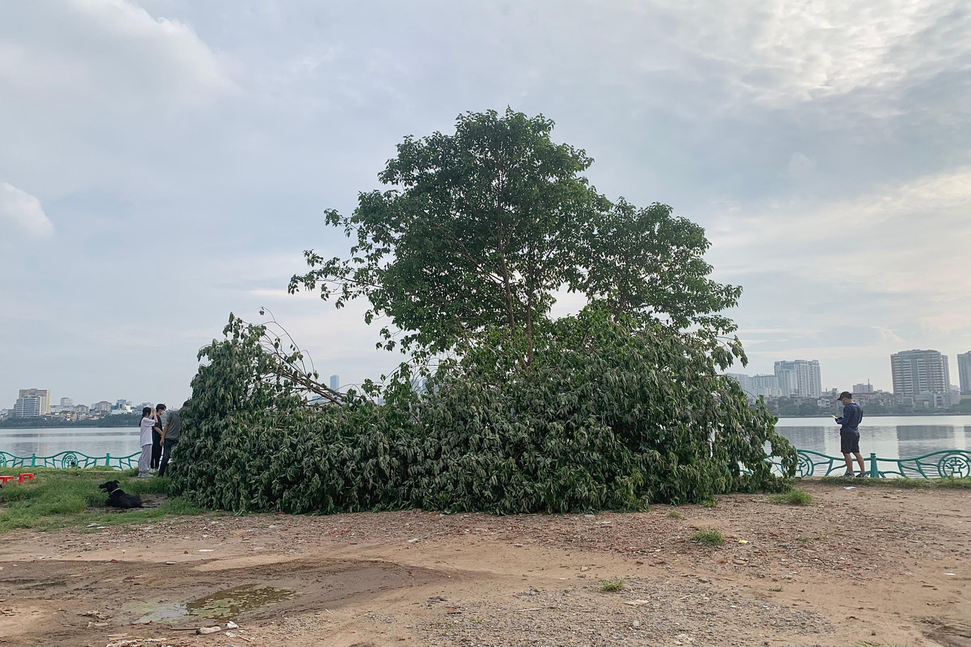 "Mình rất là tiếc khi nhìn thấy cây cô đơn bị chặt hạ như thế này, rất mong chính quyền sớm tìm ra thủ phạm và xử lý nghiêm minh", anh Việt (30 tuổi), ở quận Tây Hồ chia sẻ.