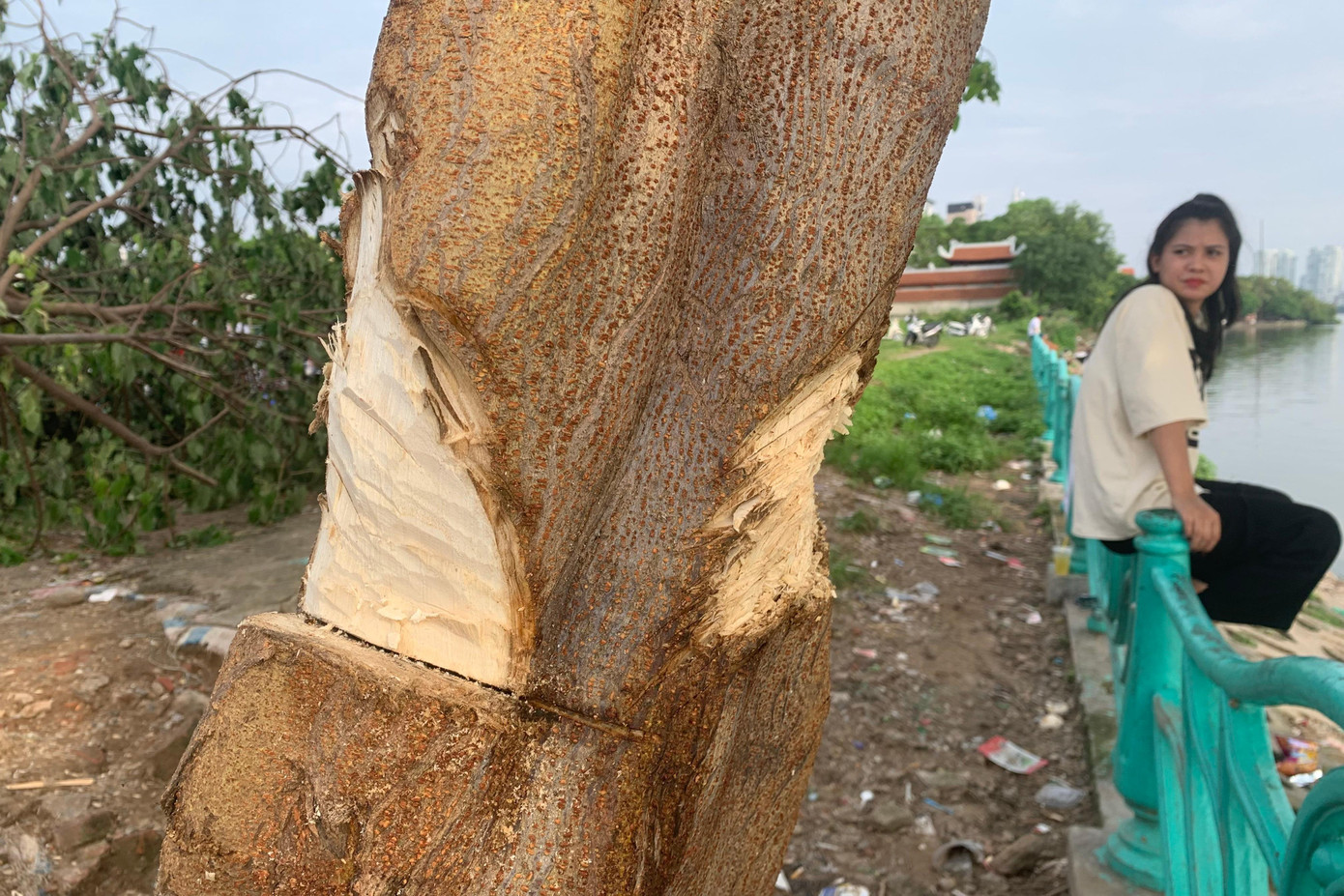“Cây bị chặt phá nằm ở bãi đất trống gần lan can ven Hồ Tây và không nằm trong danh sách cây trồng các cơ quan quản lý. Tuy nhiên, đây là địa điểm được nhiều bạn trẻ thường xuyên tới chụp ảnh” - ông Vinh thông tin. Ông Vinh cho biết thêm, sau khi xác minh sẽ có thông tin tới các cơ quan báo chí kết quả.