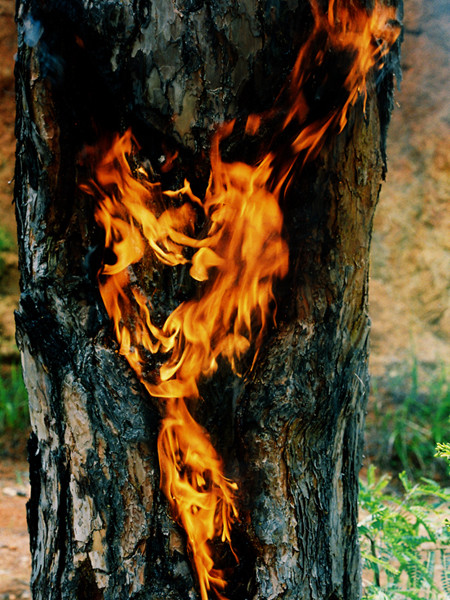 Đốt lửa ngay gốc cây thông 