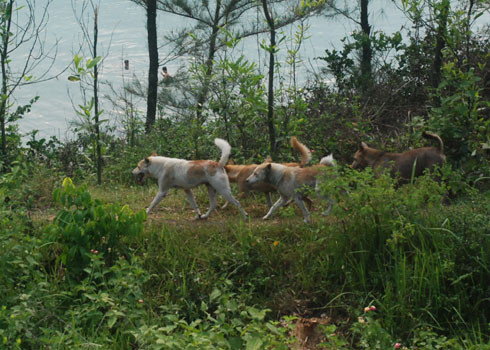 Chó nghiệp vụ được đưa vào chuyến đi săn thú