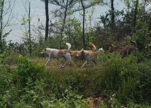 Chó nghiệp vụ được đưa vào chuyến đi săn thú