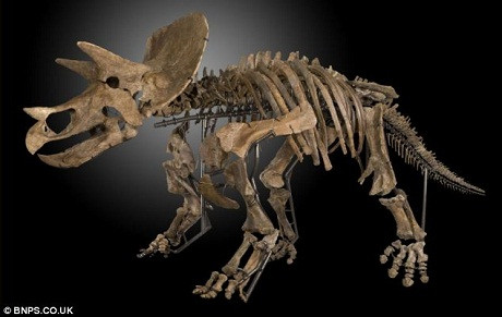 Bộ xương của con khủng long ăn thực vật Triceratop. Bộ xương của con khủng long ăn thực vật Triceratop