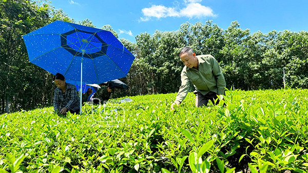 Gia đình ông Lâm Văn Khuyên vay 50 triệu đồng từ NHCSXH huyện để đầu tư cải tạo 3 sào chè và thoát nghèo từ năm 2022. Gia đình ông Lâm Văn Khuyên vay 50 triệu đồng từ NHCSXH huyện để đầu tư cải tạo 3 sào chè và thoát nghèo từ năm 2022.